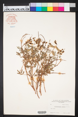 Pomaria jamesii image
