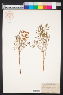 Pomaria jamesii image