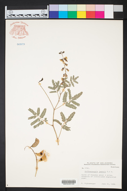 Pomaria jamesii image