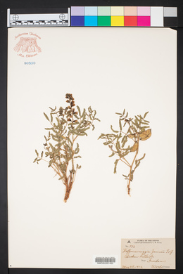 Pomaria jamesii image