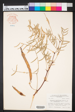 Prosopis glandulosa image