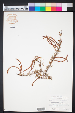 Acacia constricta image