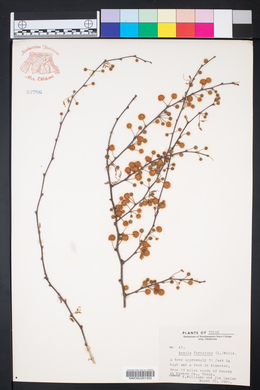Vachellia farnesiana image