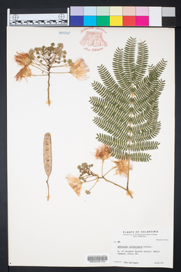 Albizia julibrissin image