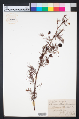 Desmanthus illinoensis image