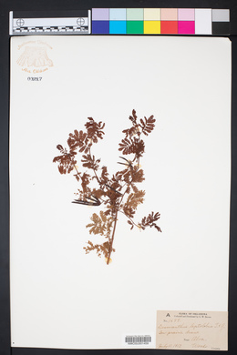 Desmanthus leptolobus image