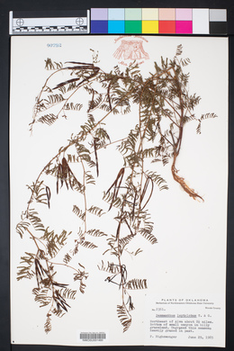Desmanthus leptolobus image