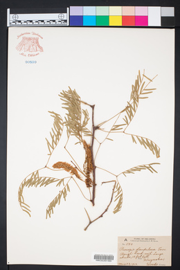 Prosopis glandulosa image