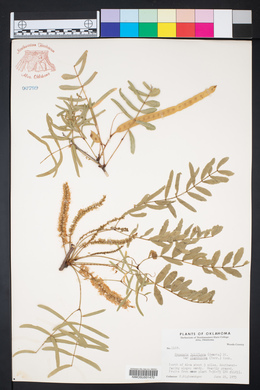 Prosopis glandulosa image