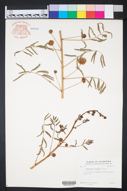 Mimosa microphylla image