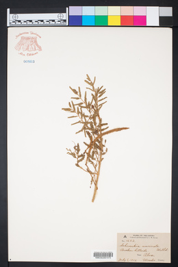 Mimosa microphylla image