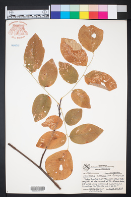 Cladrastis kentukea image