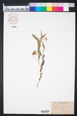 Crotalaria sagittalis image