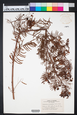 Desmanthus illinoensis image
