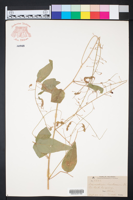 Desmodium bracteosum image
