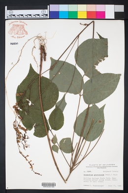 Hylodesmum glutinosum image
