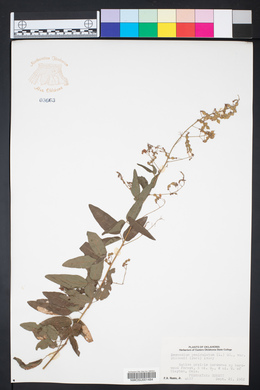 Desmodium perplexum image