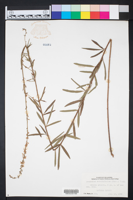 Desmodium sessilifolium image