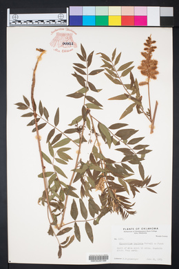 Glycyrrhiza lepidota image