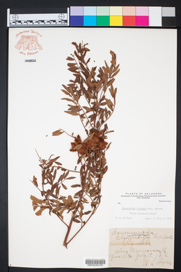 Glycyrrhiza lepidota image
