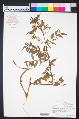 Glycyrrhiza lepidota image