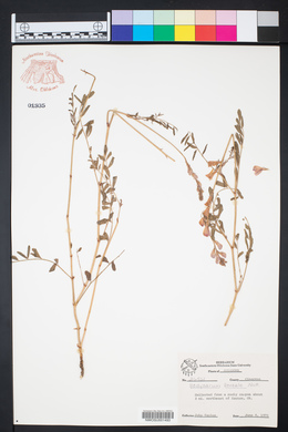 Hedysarum boreale image