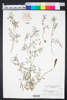 Indigofera miniata image