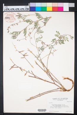 Indigofera miniata image