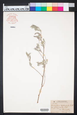 Indigofera miniata image