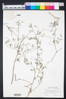 Indigofera miniata image