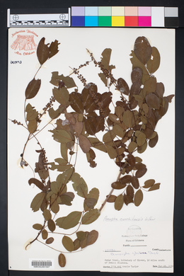 Amorpha glabra image