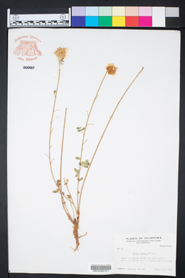 Dalea aurea image