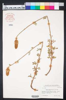 Dalea aurea image
