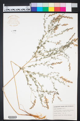 Dalea enneandra image