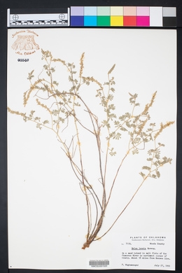 Dalea lanata image