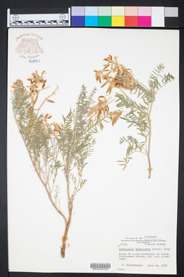 Astragalus bisulcatus image