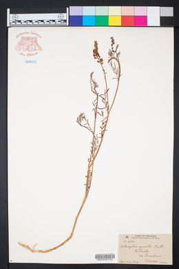 Astragalus gracilis image