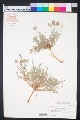 Astragalus lotiflorus image