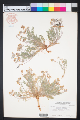 Astragalus lotiflorus image