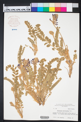 Astragalus mollissimus image