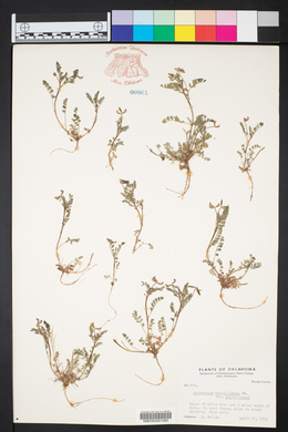 Astragalus nuttallianus image