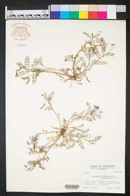 Astragalus nuttallianus var. trichocarpus image