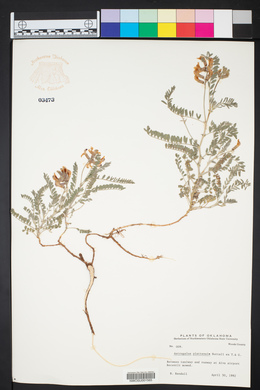 Astragalus plattensis image