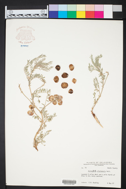 Astragalus plattensis image