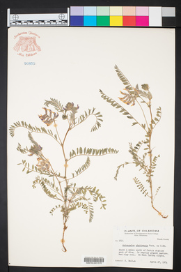 Astragalus plattensis image