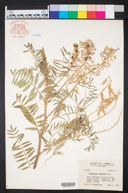 Astragalus racemosus image