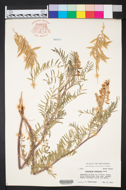 Astragalus racemosus image