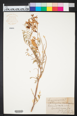 Astragalus racemosus image
