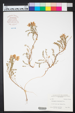 Astragalus lotiflorus image