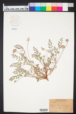 Astragalus lotiflorus image